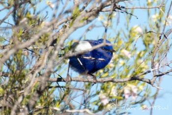 White-winged Fairywren オーストラリア・オーパルトン周辺 Unknown Date