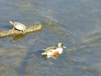 2023年12月2日(土) 大柏川第一調節池緑地の野鳥観察記録