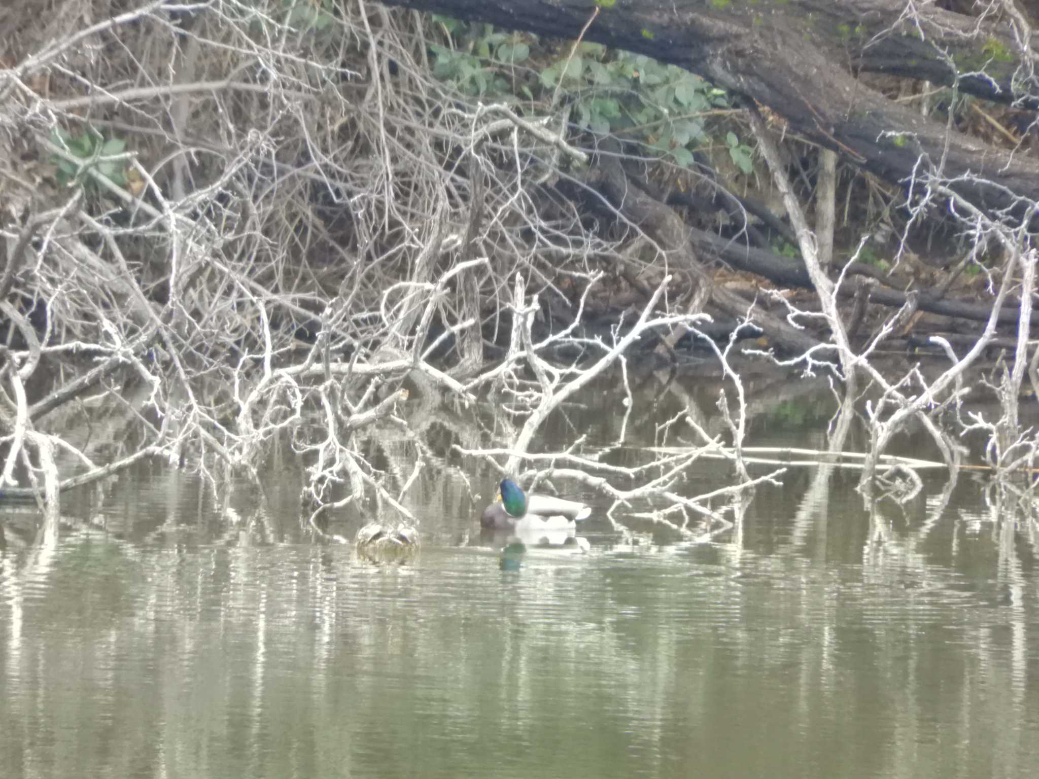 マガモ