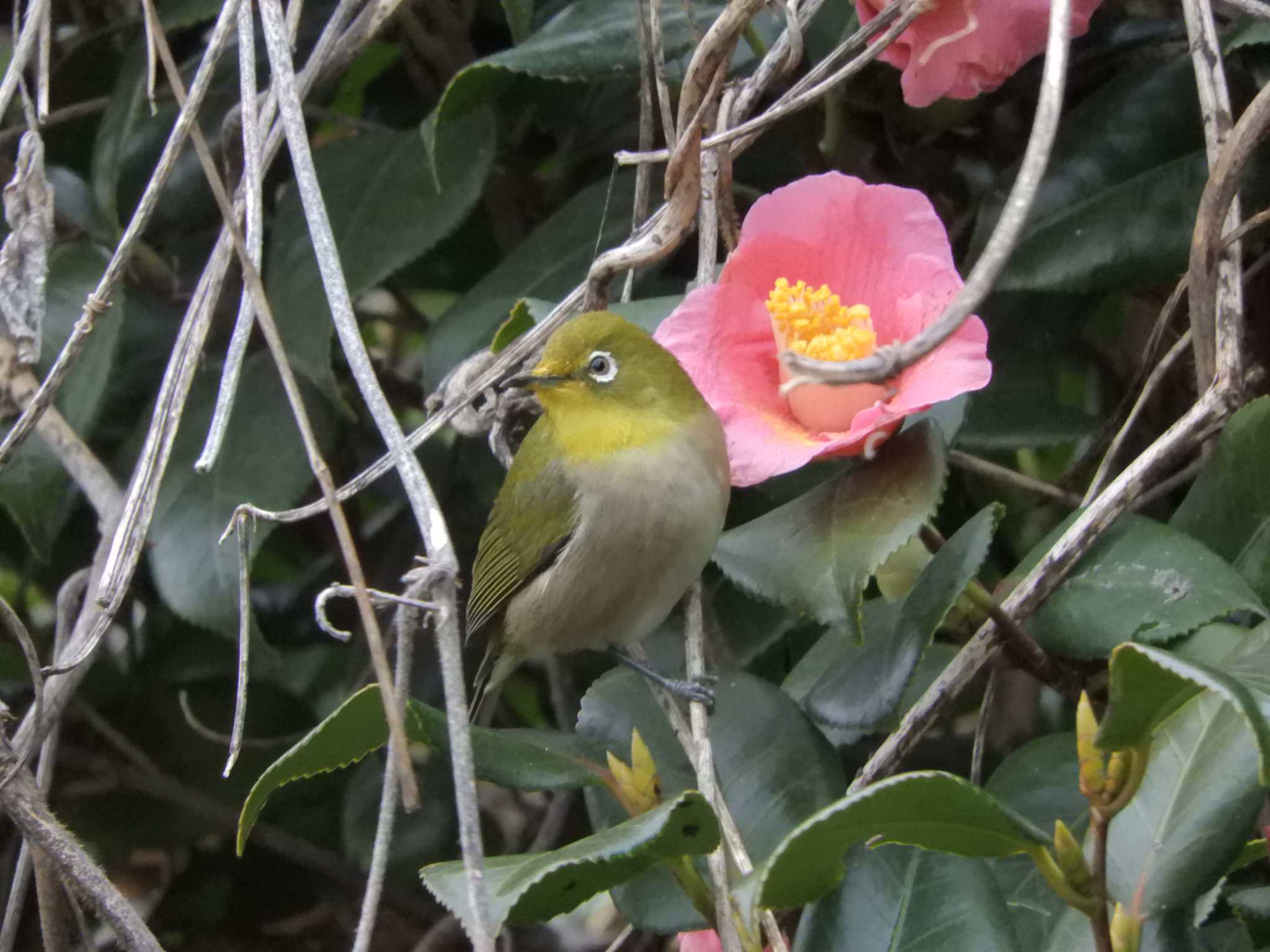 東京港野鳥公園 メジロの写真 by maru