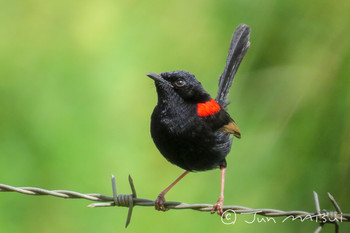 Red-backed Fairywren オーストラリア・ケアンズ周辺 Unknown Date