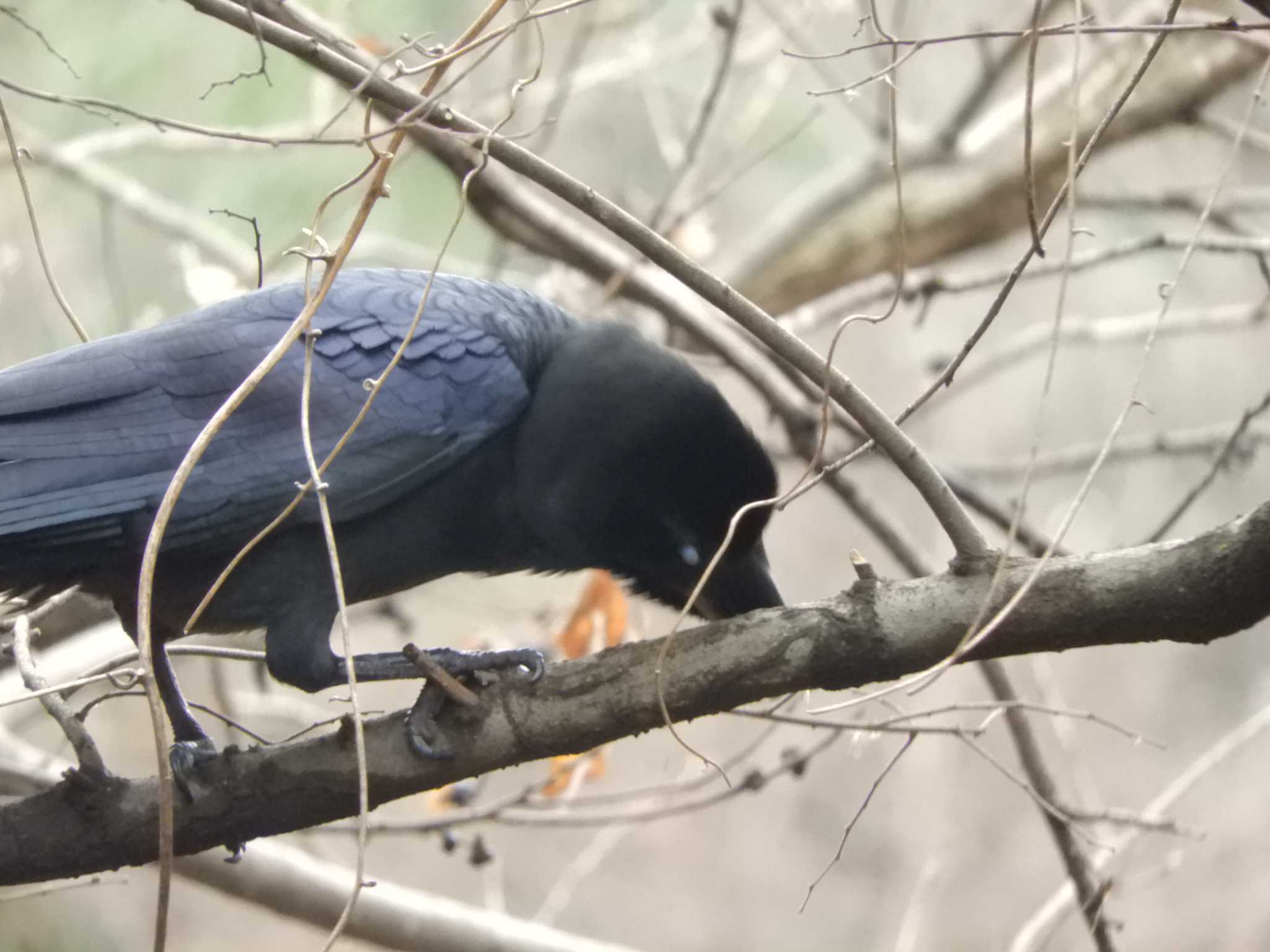 東京港野鳥公園 ハシブトガラスの写真 by maru