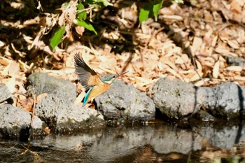 Common Kingfisher 源兵衛川 Sat, 2/3/2024