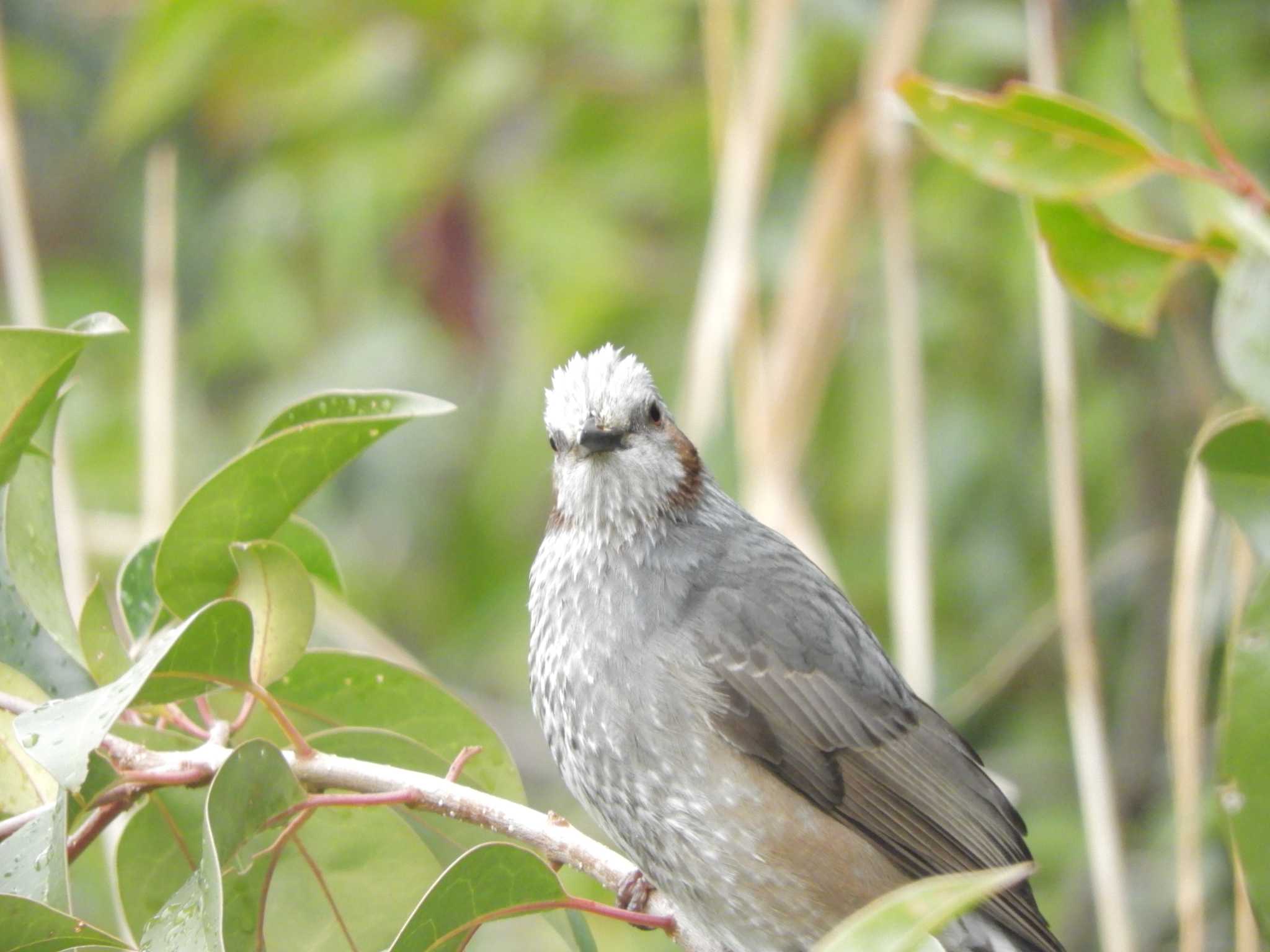 東京港野鳥公園 ヒヨドリの写真 by maru