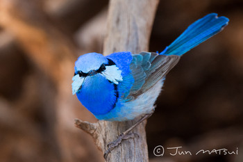 Splendid Fairywren オーストラリア・ボウラ周辺 Unknown Date