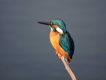 Common Kingfisher さいたま市 Sat, 2/3/2024