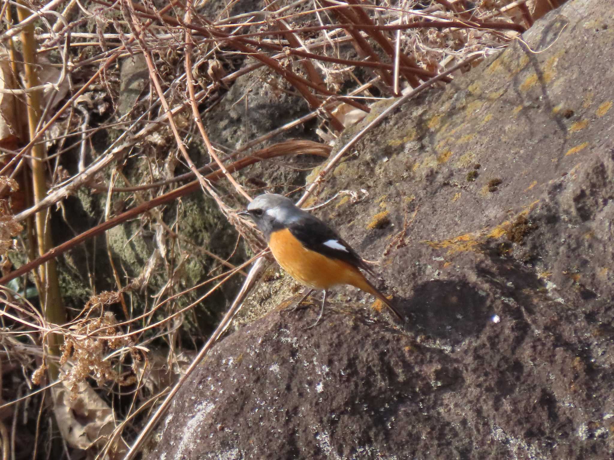 Daurian Redstart