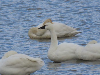 Tundra Swan(columbianus) Izunuma Sat, 2/3/2024