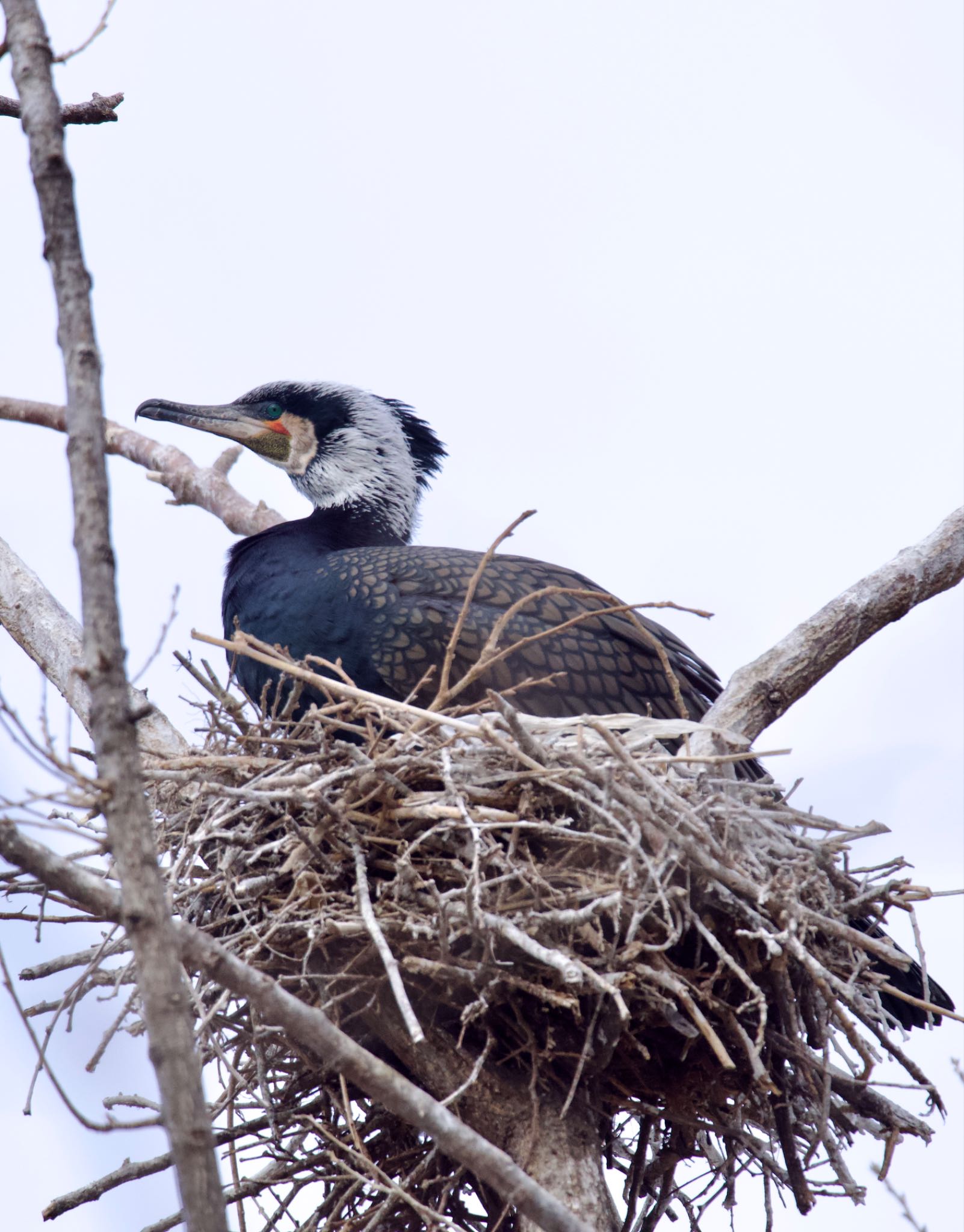 小諸発電所第一調整池(杉の木貯水池) カワウの写真 by スキーヤー