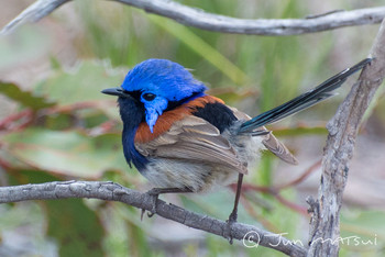 Blue-breasted Fairywren