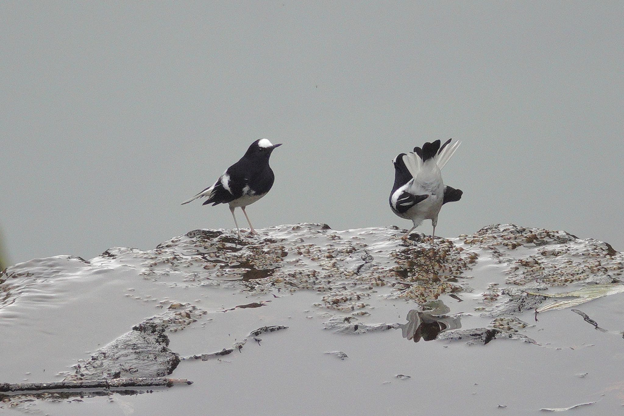 Little Forktail