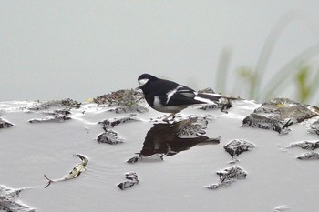 Little Forktail 阿里山国家森林遊楽区 Mon, 1/22/2024