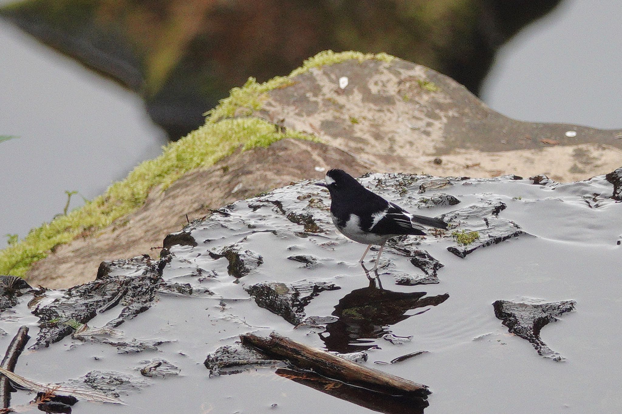 Photo of Little Forktail at 阿里山国家森林遊楽区 by のどか