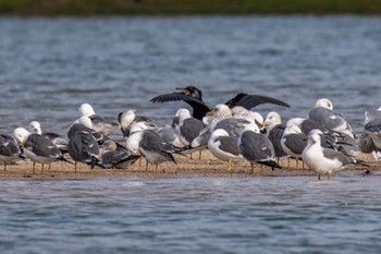 Black-tailed Gull 島田川河口(山口県) Fri, 2/2/2024