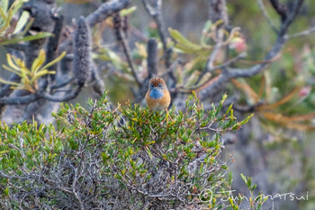 Southern Emu-wren