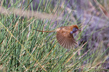 Rufous-crowned Emu-wren オーストラリア・オーパルトン周辺 Unknown Date