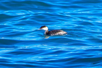 Horned Grebe 平磯海岸 Sat, 2/3/2024