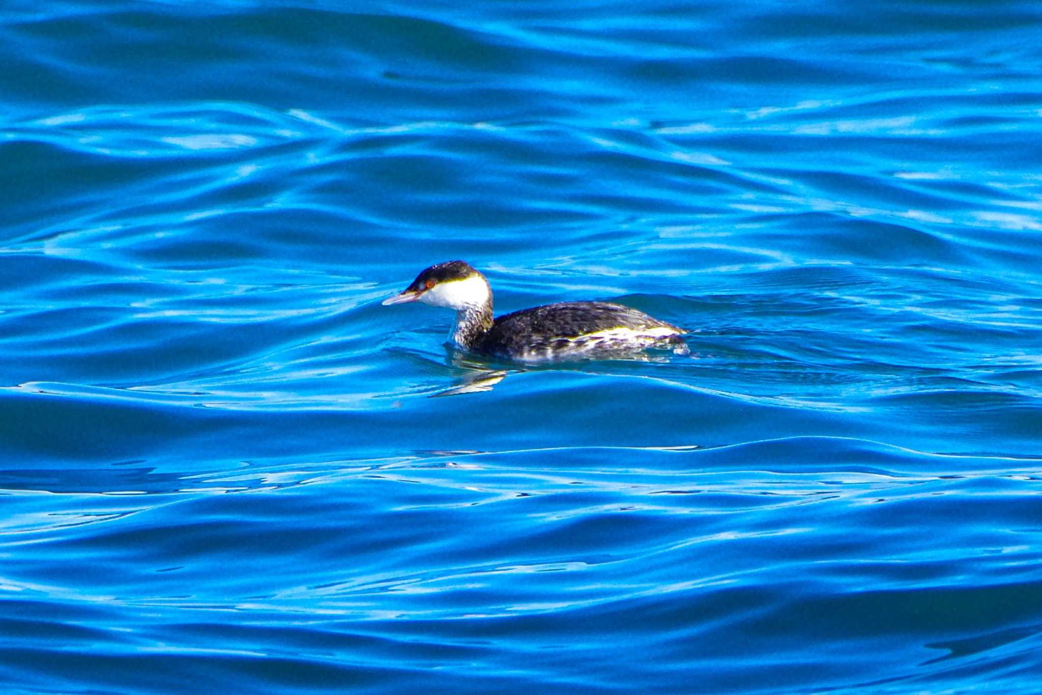 Horned Grebe