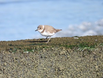 Kentish Plover 蓮沼海浜公園 Sat, 2/3/2024