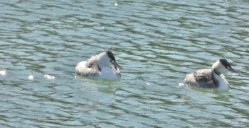 2024年2月3日(土) 馬見丘陵公園の野鳥観察記録