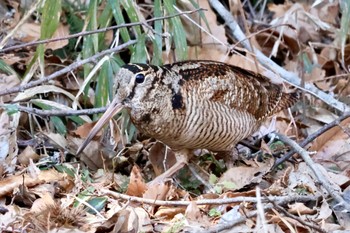 Sat, 2/3/2024 Birding report at 茨城県