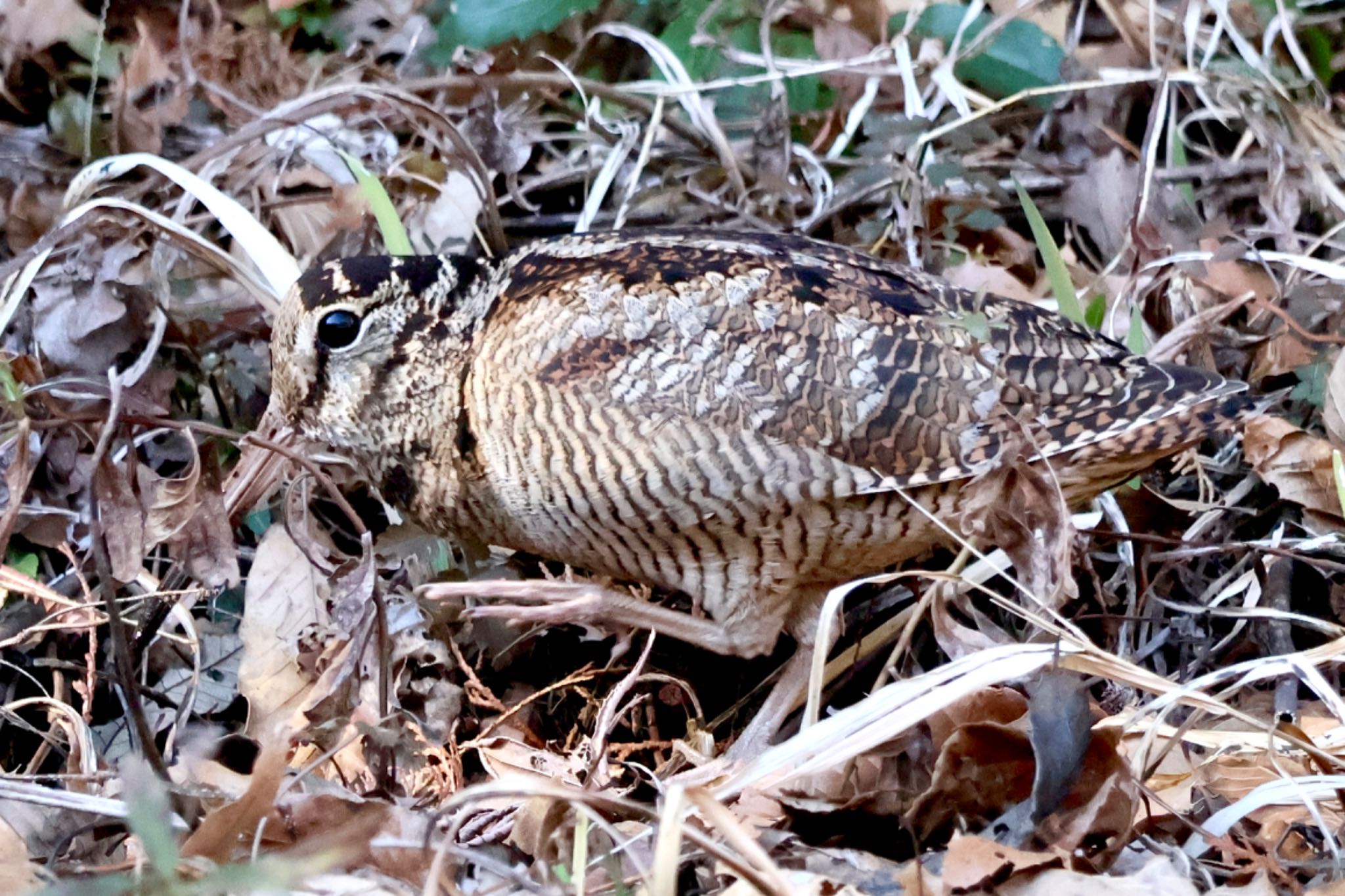 Eurasian Woodcock