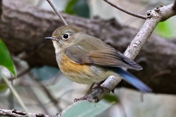 Red-flanked Bluetail Mizumoto Park Mon, 2/5/2024