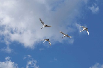 Tundra Swan 千葉県旭市 Mon, 1/29/2024