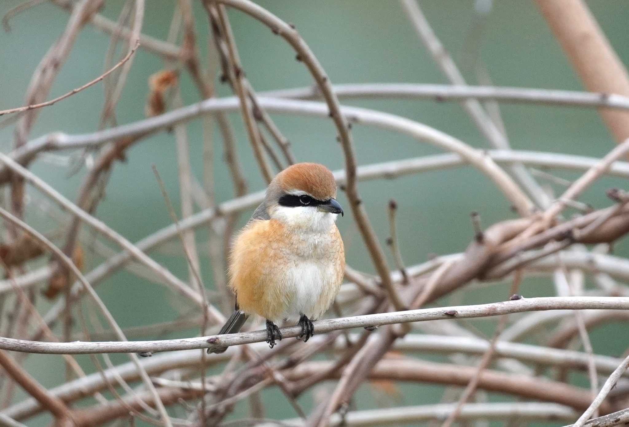 Bull-headed Shrike