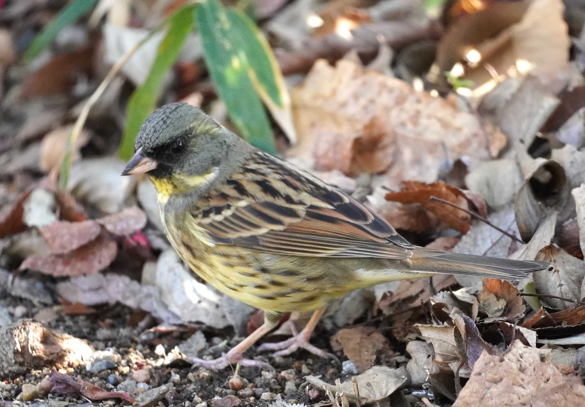 Masked Bunting