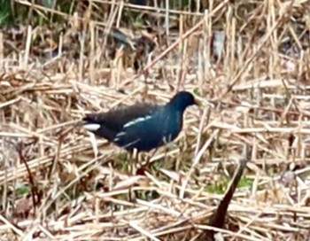 2024年2月5日(月) 長津川ふれあい広場の野鳥観察記録