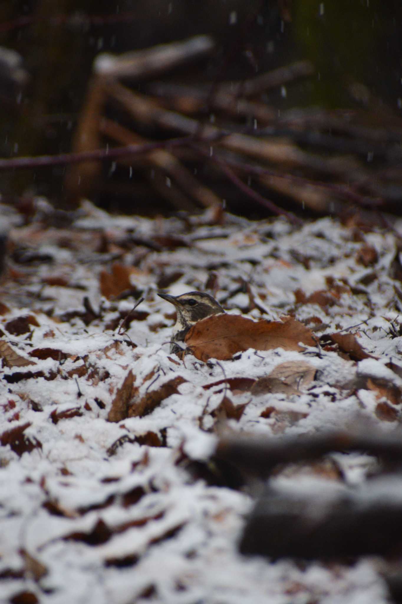 東京では珍しい雪の中でかくれんぼ by NM🐥📷