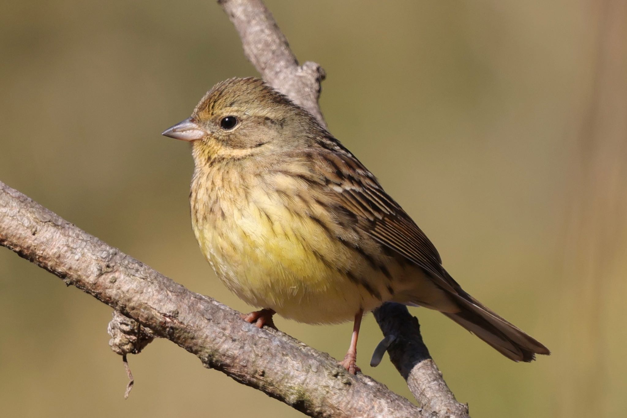 Masked Bunting