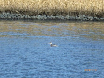 カンムリカイツブリ 行徳野鳥保護区 2023年12月17日(日)