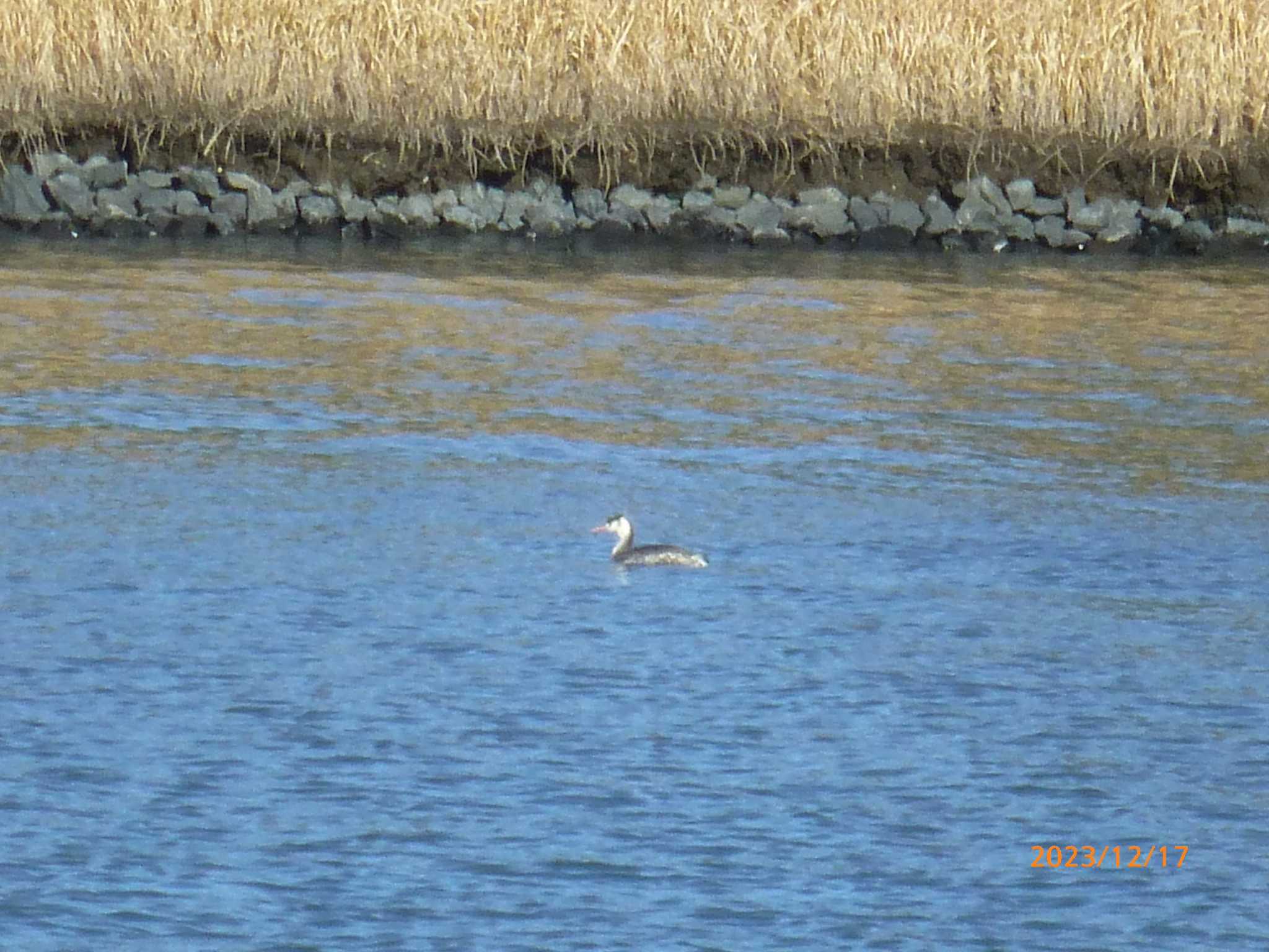 Great Crested Grebe