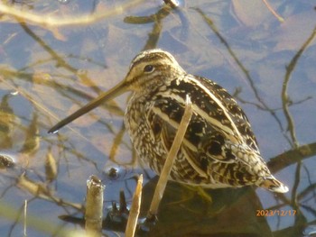 2023年12月17日(日) 行徳野鳥保護区の野鳥観察記録