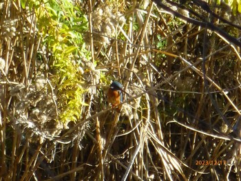 カワセミ 行徳野鳥保護区 2023年12月17日(日)