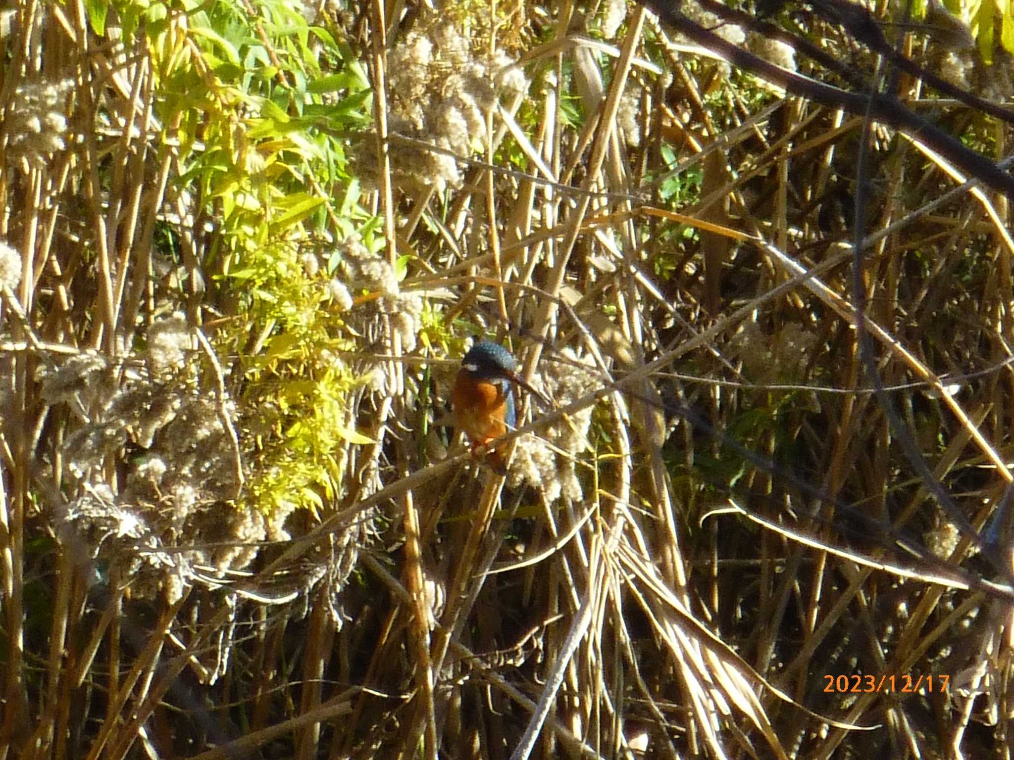 Common Kingfisher