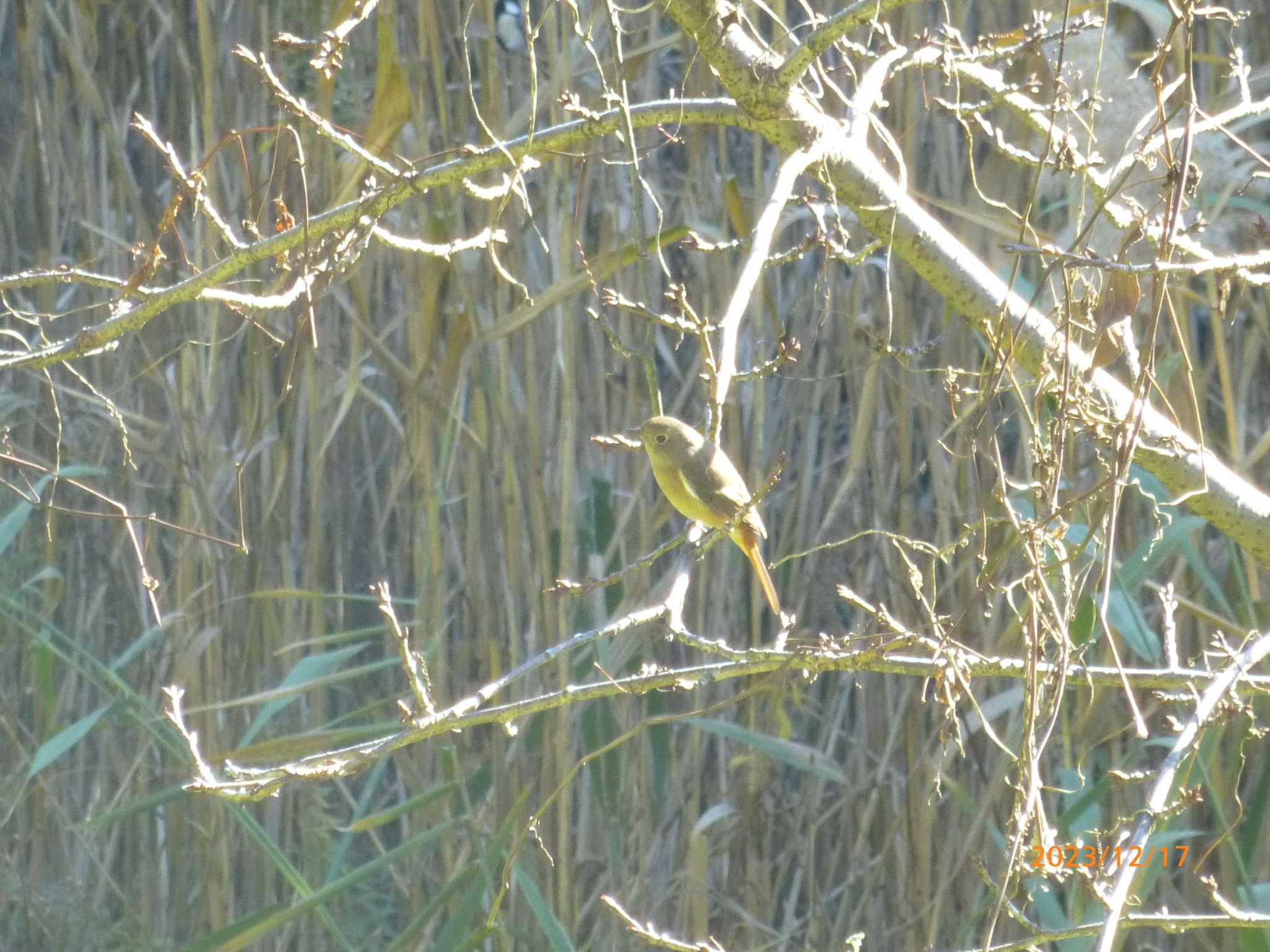 Daurian Redstart