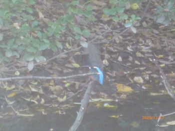 Common Kingfisher 行徳野鳥保護区 Sun, 12/17/2023