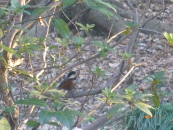 2024年1月1日(月) 里見公園の野鳥観察記録