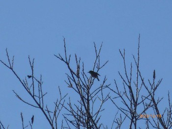 メジロ 守谷野鳥のみち 2023年12月10日(日)