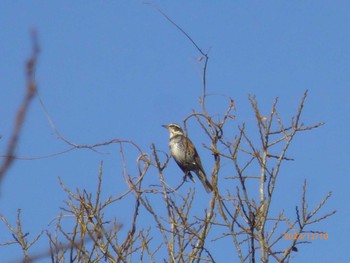 ツグミ 守谷野鳥のみち 2023年12月10日(日)