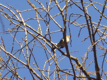 2023年12月10日(日) 守谷野鳥のみちの野鳥観察記録