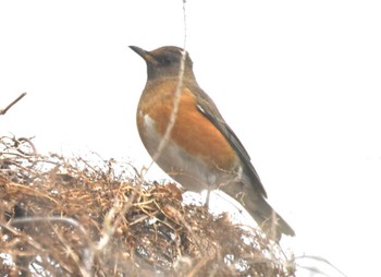 Brown-headed Thrush Tokyo Port Wild Bird Park Sun, 2/4/2024