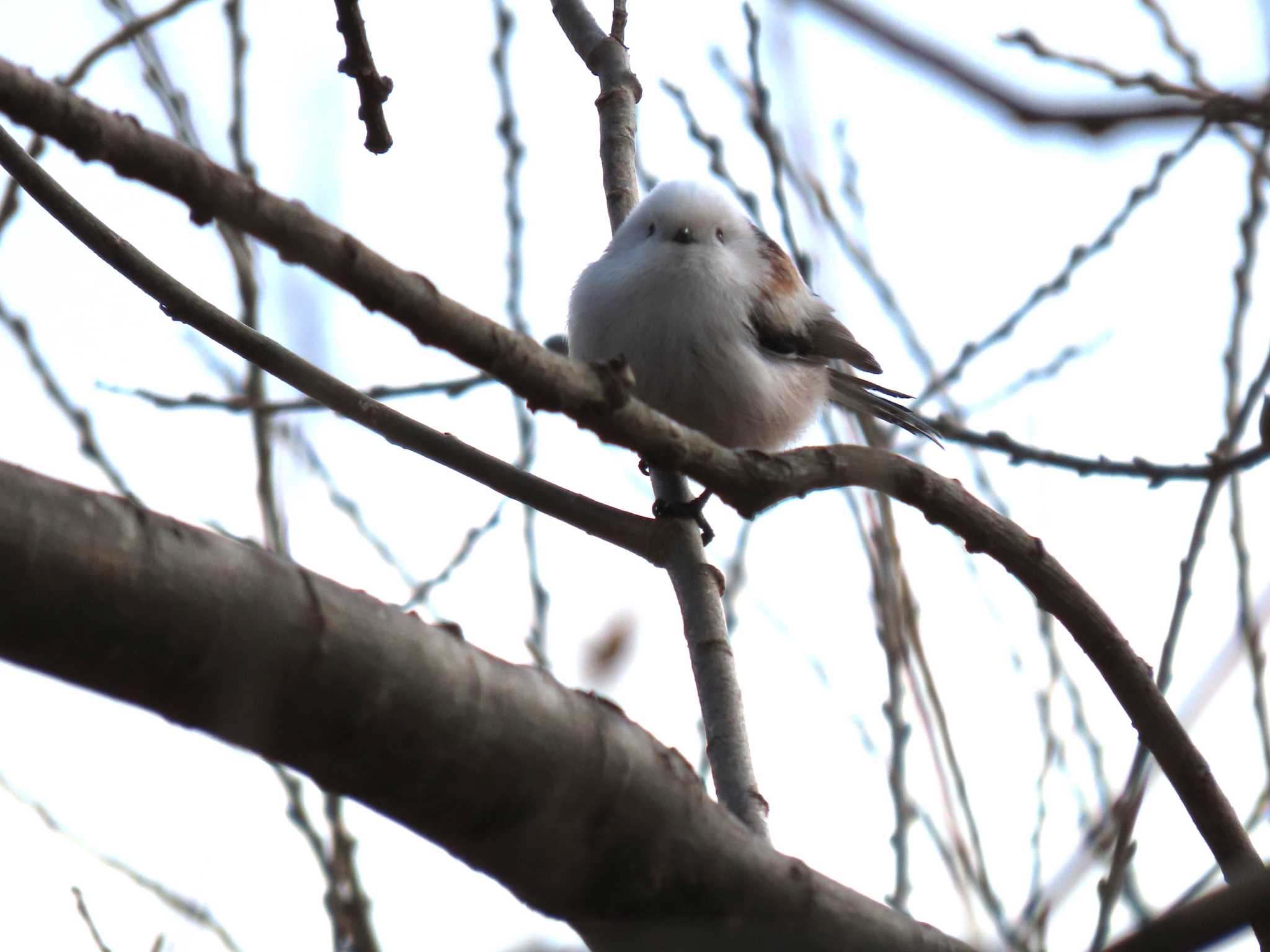 Long-tailed tit(japonicus)