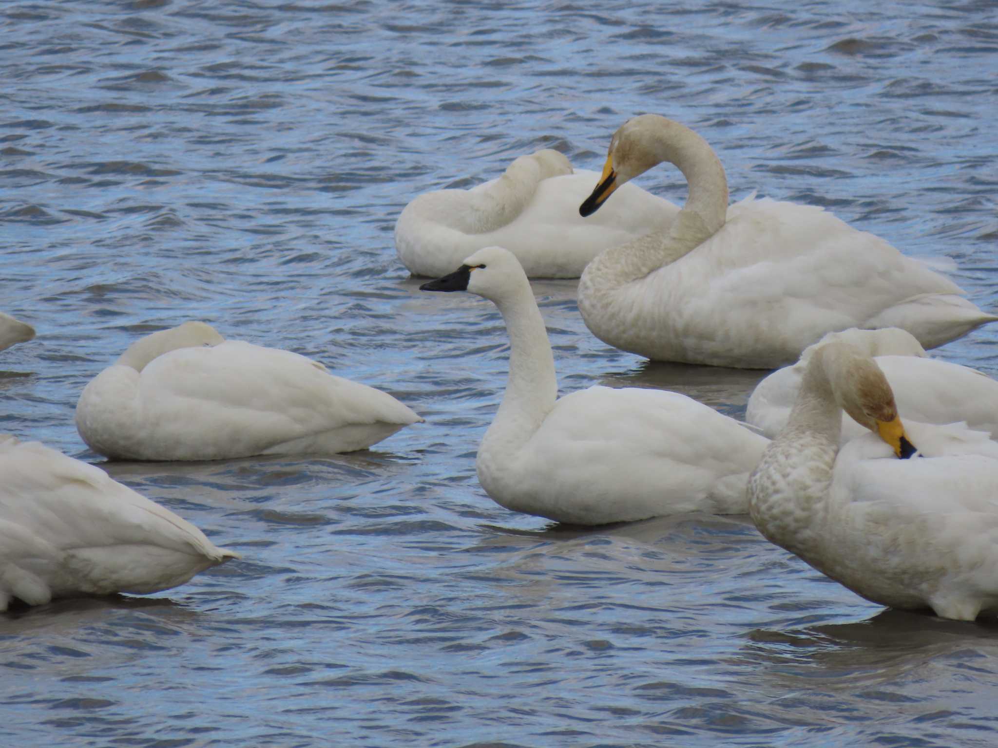 Tundra Swan(columbianus)