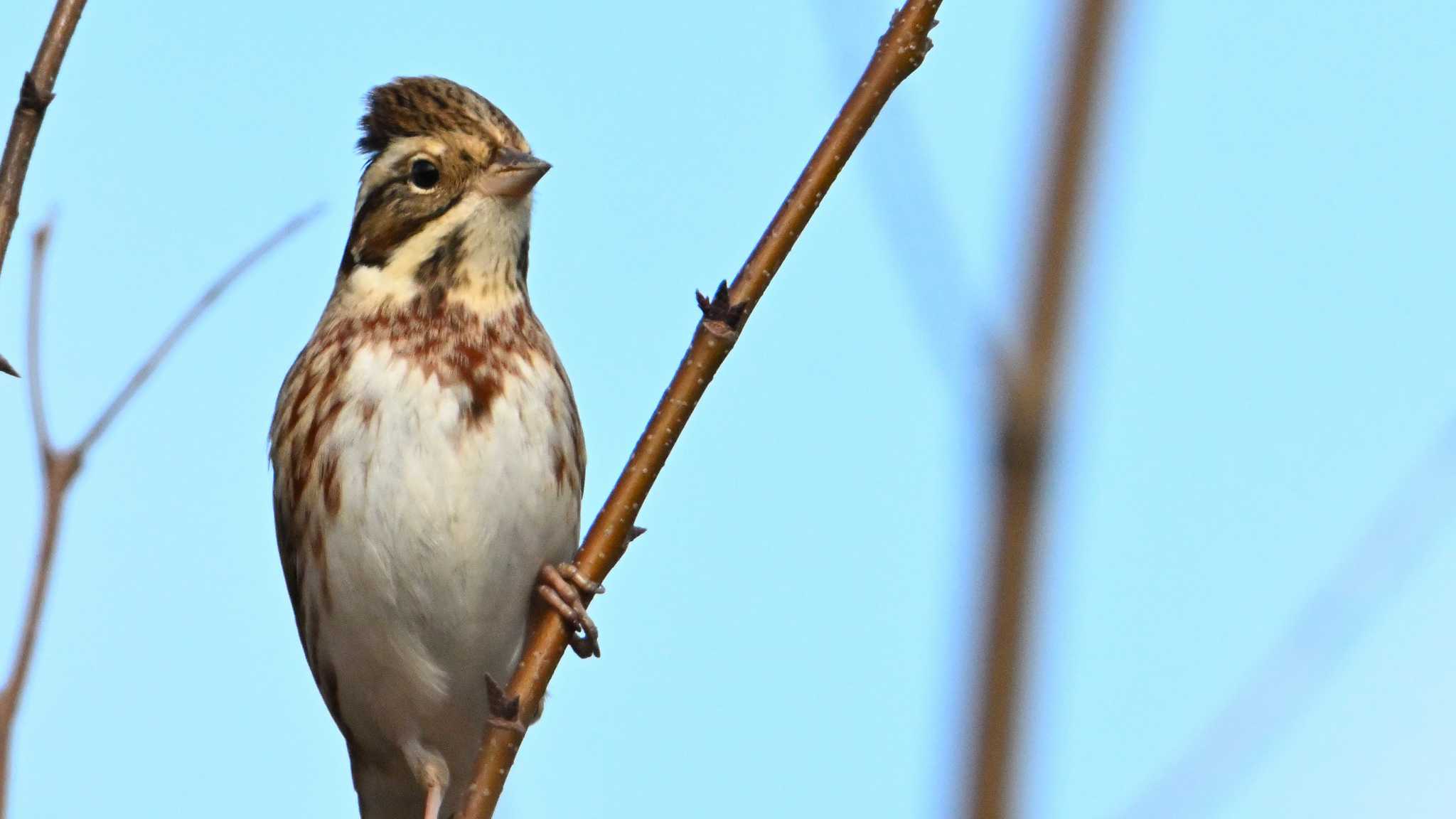 Rustic Bunting