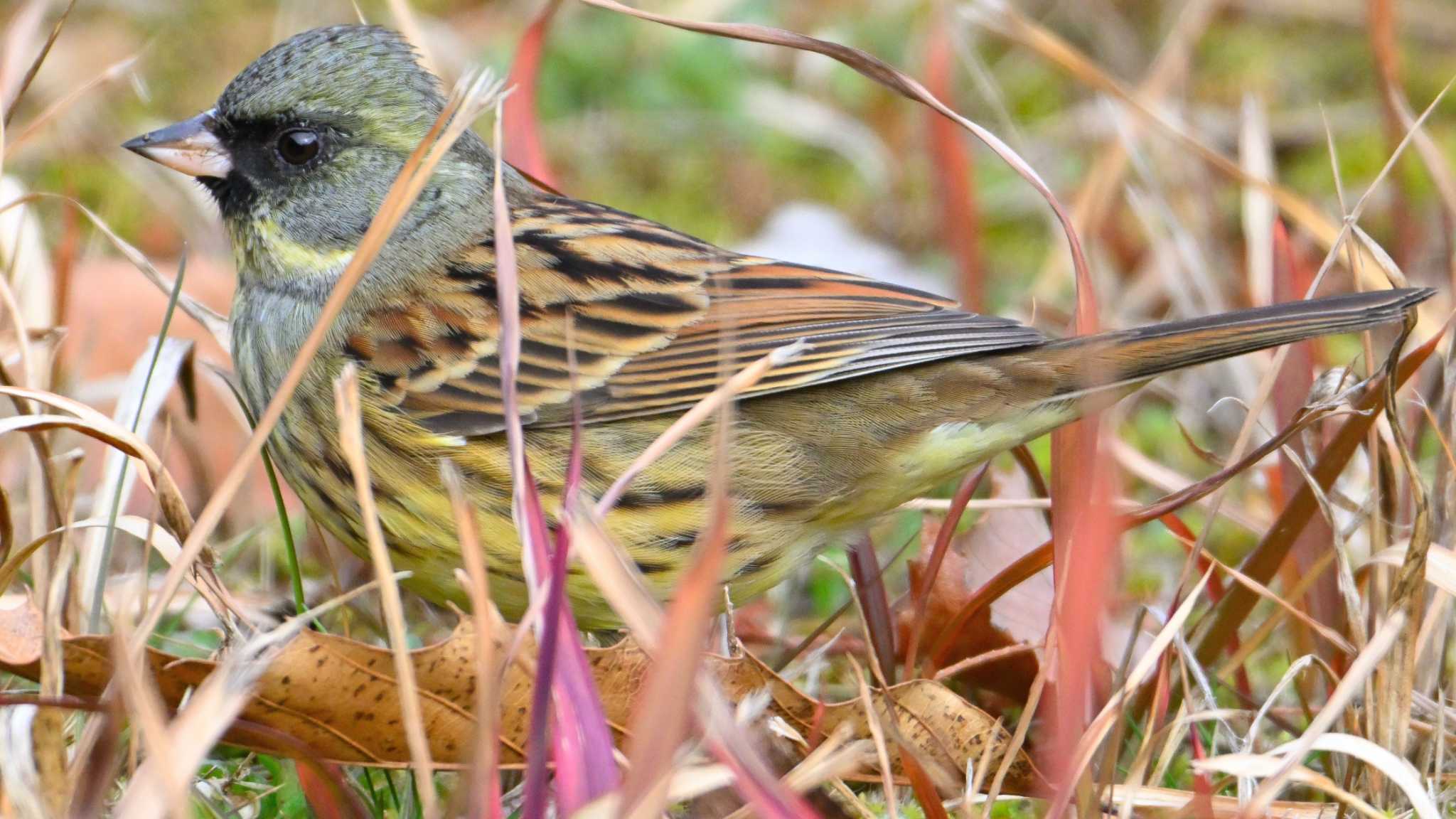 Masked Bunting