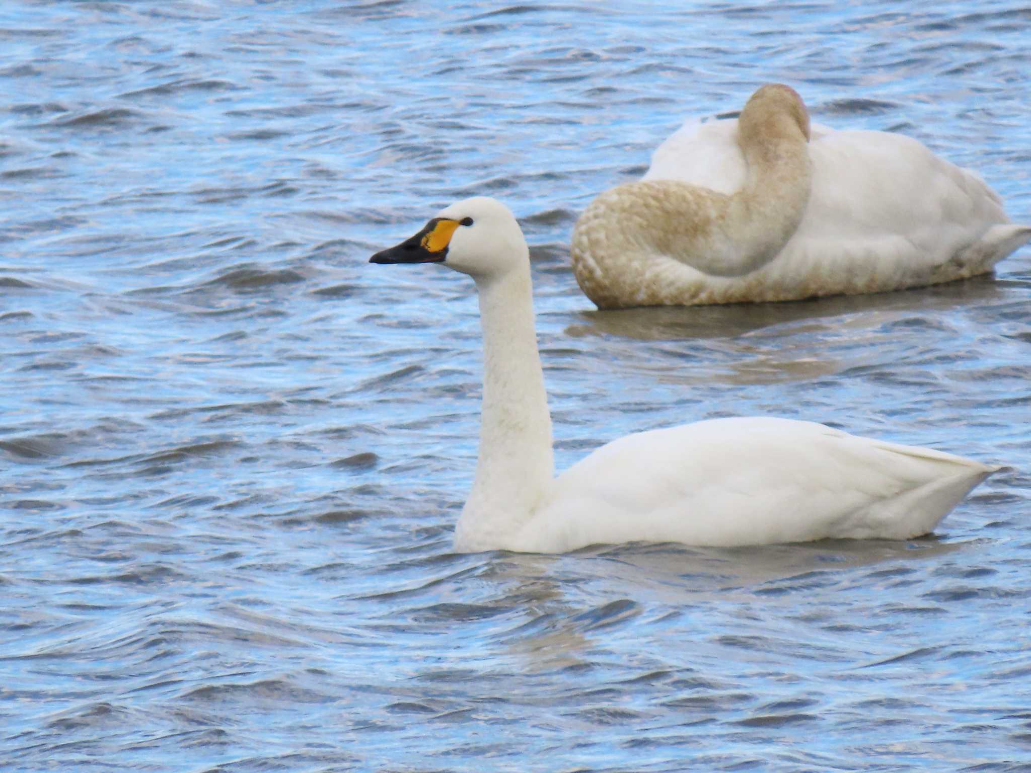 Tundra Swan